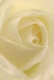 The intimate perspective of this image immerses you right into the heart of a creamy white rose, the petals spiralling delicately as if drawing you into a soft embrace. Each layer is whisper-thin, their texture almost felt beneath your fingertips-evoking silky smoothness and a freshness reminiscent of a walk through Crouch End's morning air. Gentle, natural light washes over the royal arrangement, casting subtle shadows amidst each ivory fold and creating a quiet, luminous aura. The atmosphere is steeped in tranquillity and gentle emotion, echoing the peaceful mornings found along Park Road or within Stationers Park. To a local florist, this rose is more than a bloom-it is a pure gesture of reverence, ideal for conveying sympathy, admiration, or marking cherished new beginnings such as welcoming a new neighbour to the area. Hints of understated fragrance seem to drift through the image, adding another note to the experience. The close composition captures not just the flower's natural beauty, but also the care, tenderness, and mastery behind every meaningful Crouch End bouquet arrangement.